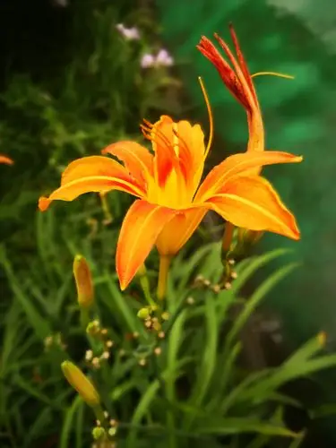 萱草,一路芬芳满山崖