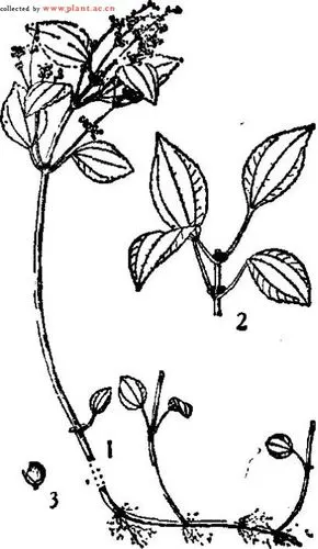 湿生冷水花pilea aquarum dunn