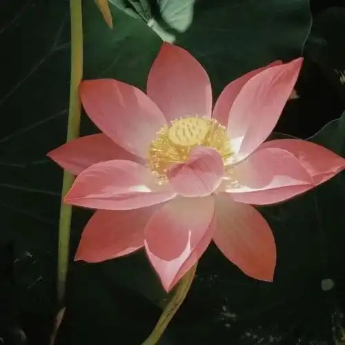 超火的荷花头像,奶奶见了都会夸你!