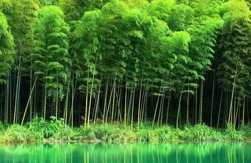 竹叶青青,空气中竹子清香弥漫.