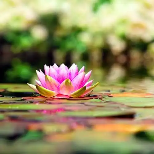 佛系图片头像禅意荷花 独一无二的佛系莲花图片微信头像_微信头像_头