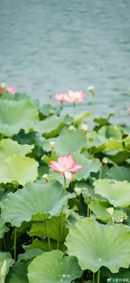 夏天总要拍拍荷花吧#可以当壁纸的荷花壁纸,真的太美了