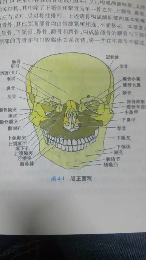 「腭,颚,颔,颌,颏」这几个字在医学上对应的部位分别是什么?