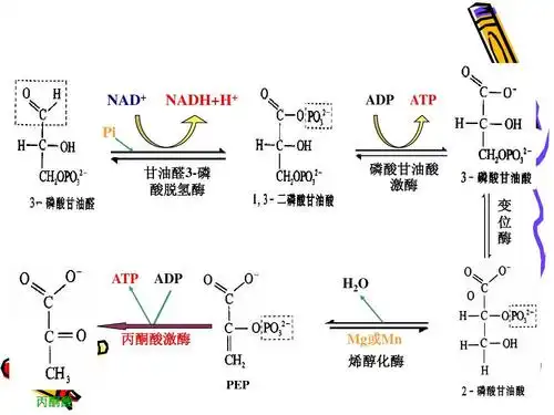 醛3-磷 酸脱氢酶 磷酸甘油酸 激酶 变 位 酶 atp adp h2o 丙酮酸激酶