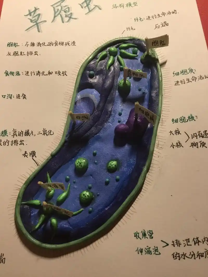 草履虫结构模型 太满意啦哈哈哈哈哈哈