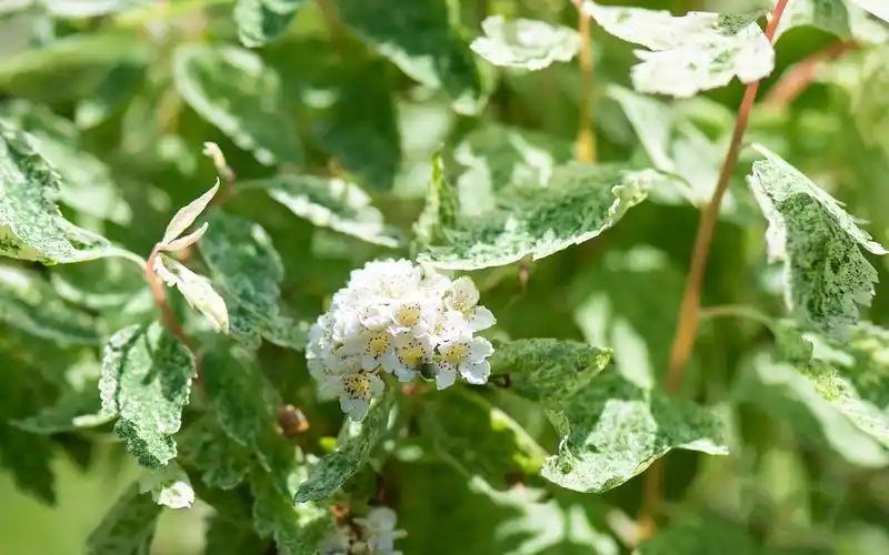 绣线菊品种图片(绣线菊喜阴还是喜阳)