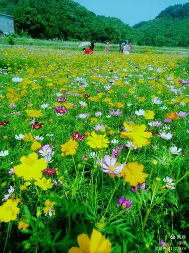 漂亮的花海,美丽的心情!