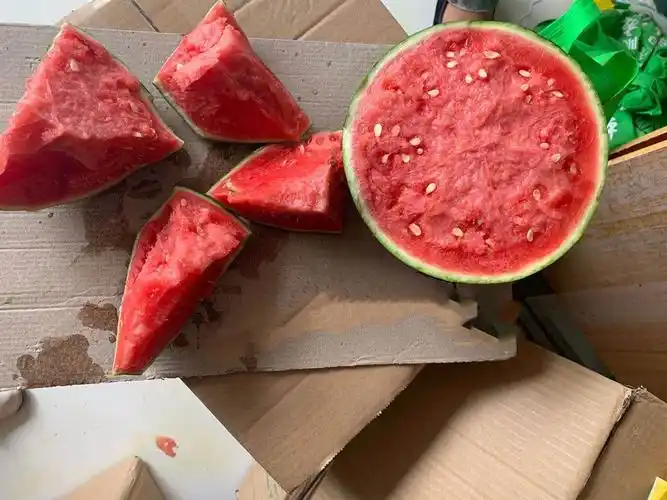 新育麒麟三号西瓜大红瓤不裂果抗重茬