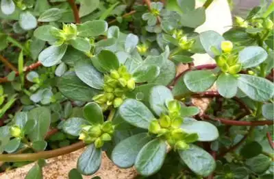 假马齿苋提取物 白花猪母菜提取物 长期供应