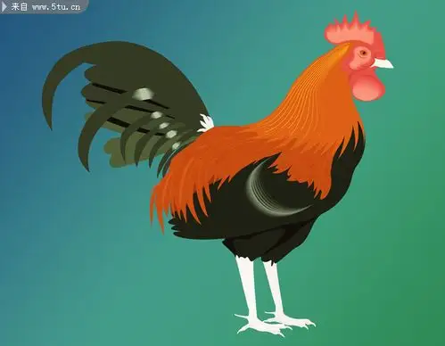 卡通大公鸡图片-家禽家畜-百图汇素材网
