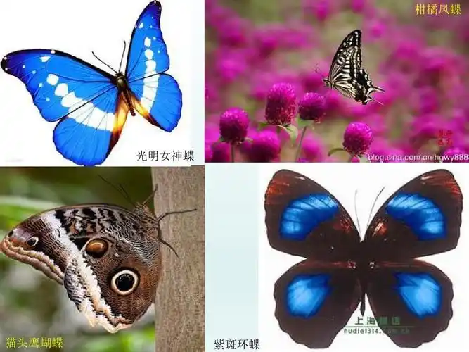 小学信息技术滇人版第9课 制作蝴蝶标本介绍卡(二) 课件ppt