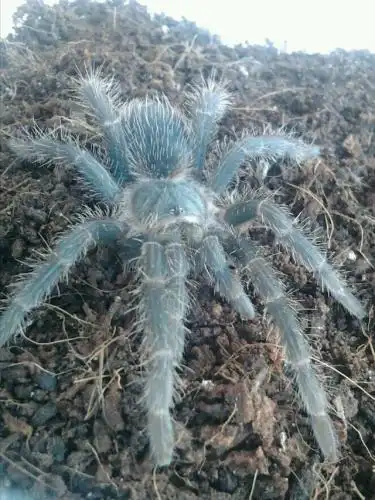 巨型食鸟蜘蛛(巨型蜘蛛捕食鸟)