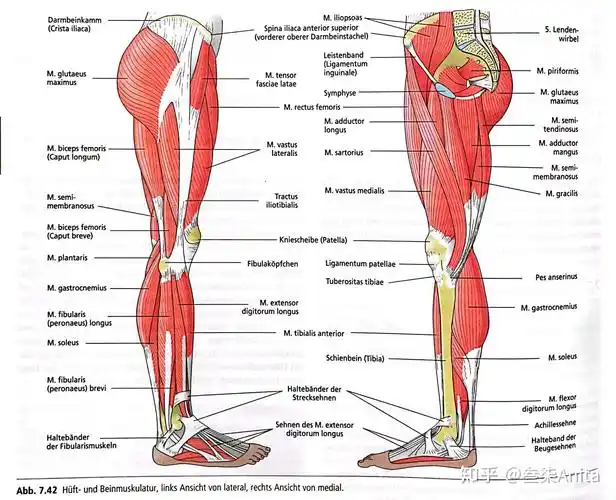 髋部腿部肌肉大腿内收肌下肢骨结构右膝关节及韧带右膝关节横切面近段