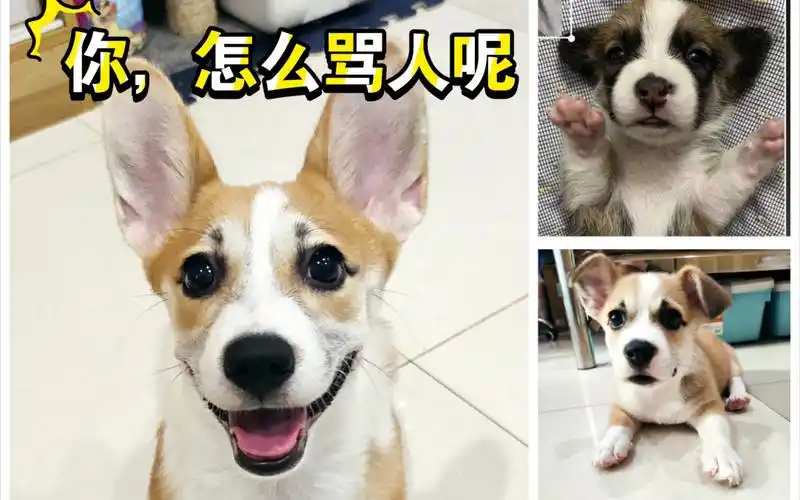 表面乖巧的狗勾竟骂人!