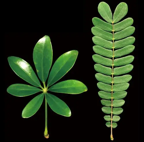 鹅掌柴的掌状复叶(左)和感应草的羽状复叶(右)蒺藜苜蓿复叶模式建成的