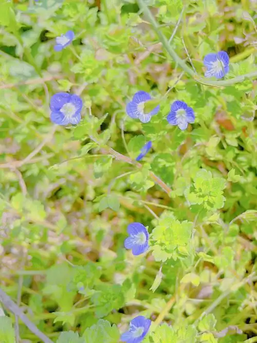 婆婆纳的花语是健康