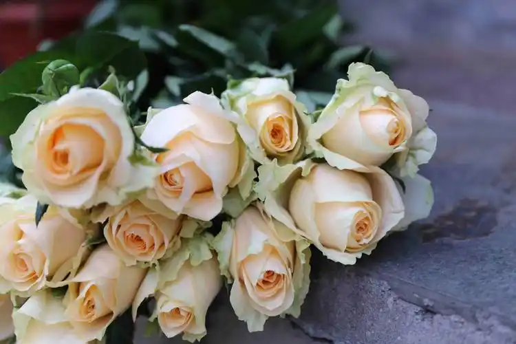 每周一花--单品 【彩玫 蜜桃雪山】28元/10支(提货时间8月2日——8月4