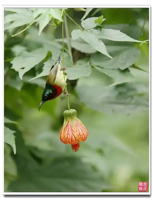 【花鸟图摄影图片】生态摄影_太平洋电脑网摄影部落