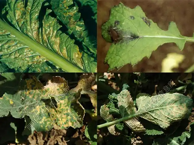 油菜细菌性黑斑病
