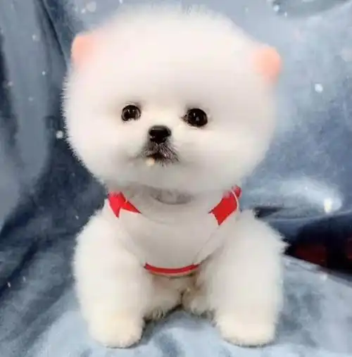 哈多利系博美犬图片(为什么越来越多人养"博美"?