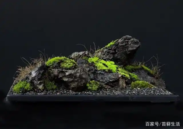 做苔藓盆景,留白很重要