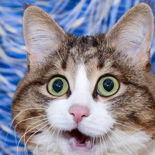 原创这只猫咪虽然只有两条腿但它凭借丰富的表情包圈粉无数