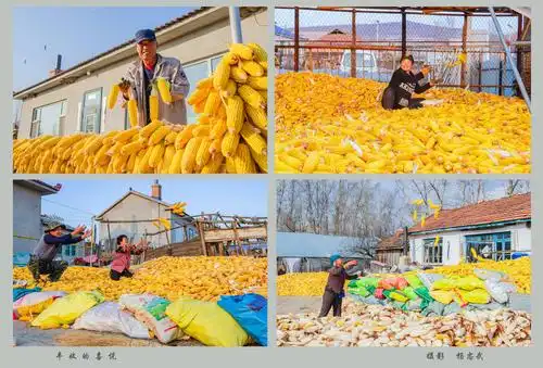 《丰收的喜悦  》 杨忠武