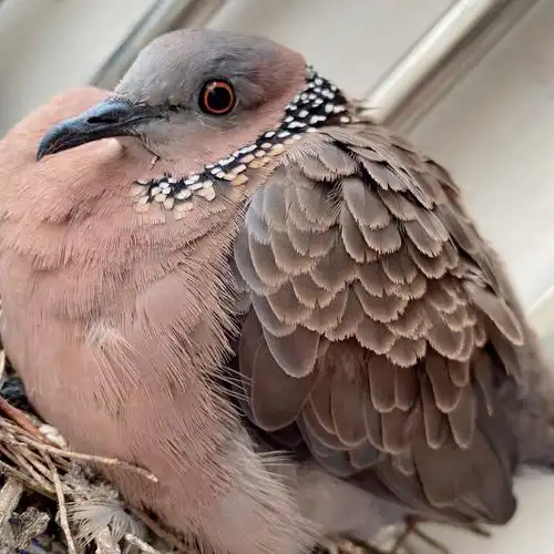 斑鸠斑鸠从不讲究