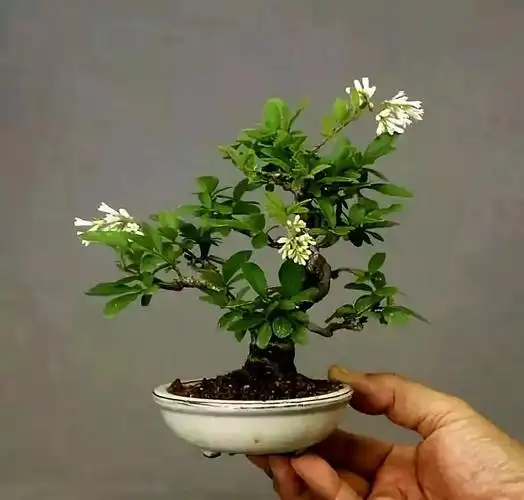 13,白梅12,野梅图|戴萸11,长寿梅图|戴萸10,白蔷薇图|戴萸9,三裂绣