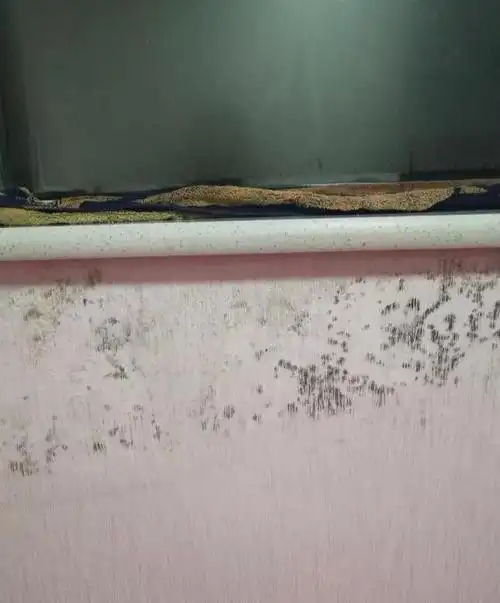 冬天墙体发霉怎样彻底处理