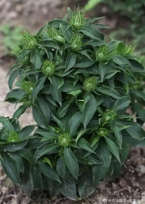 论道岐黄##国医的精诚力量##每天一味中草药