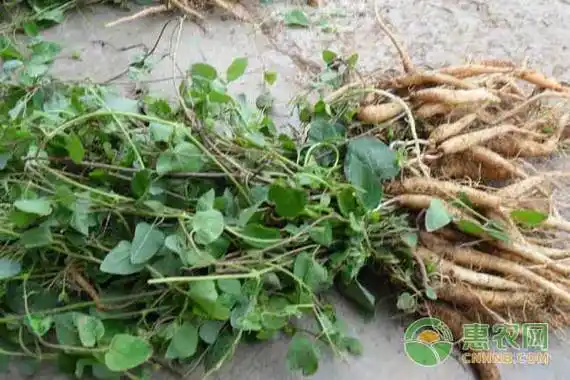 有机党参常见病虫害的防治方法-我的幸福积分