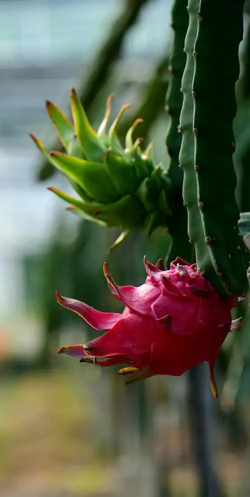 火龙果 · 霸王花