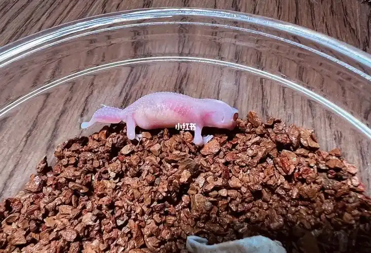 瘤尾守宫崽子图