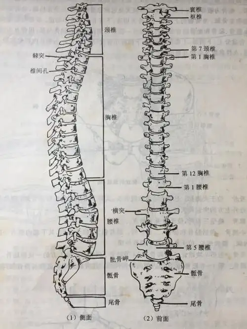 人体颈椎1-7节示意图