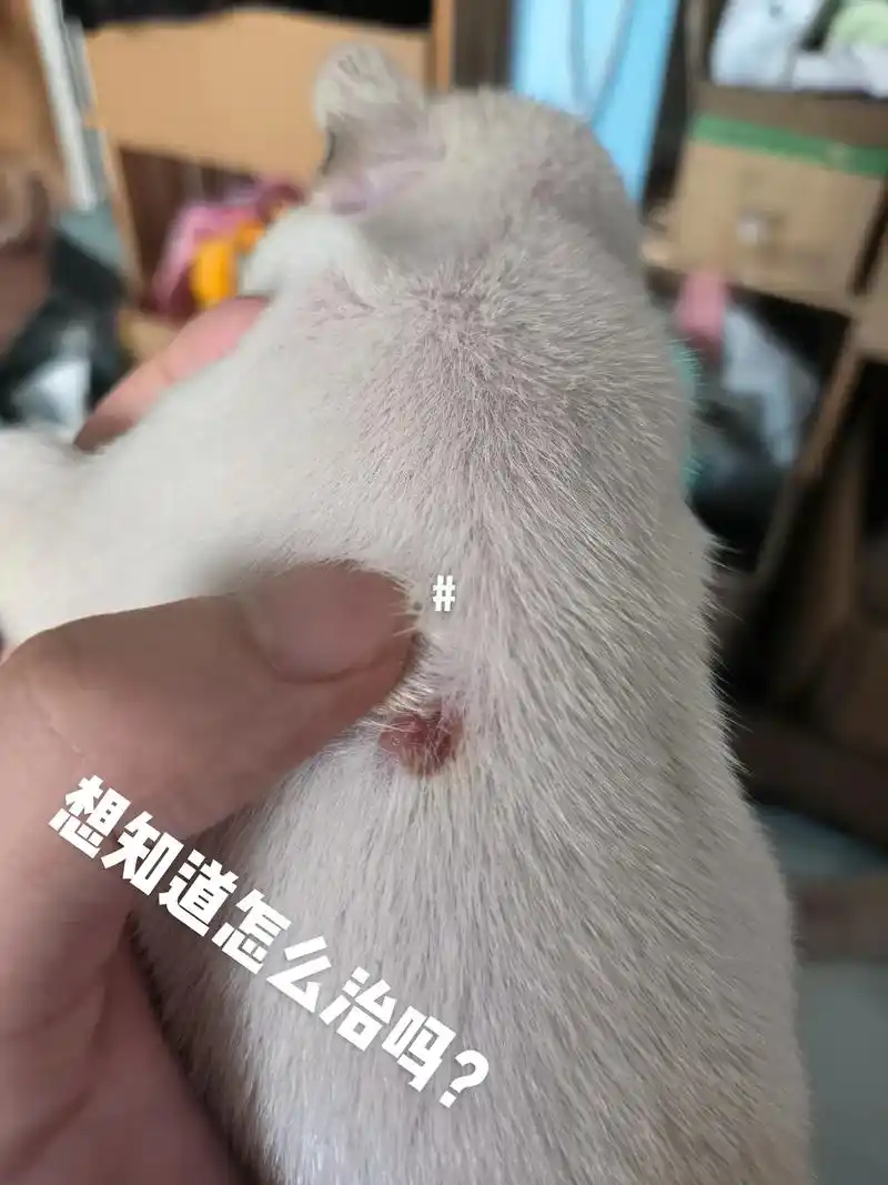 奶狗皮肤病3-5天搞定,遇事别慌.狗子的脓皮症,怎么治,3块 - 抖音