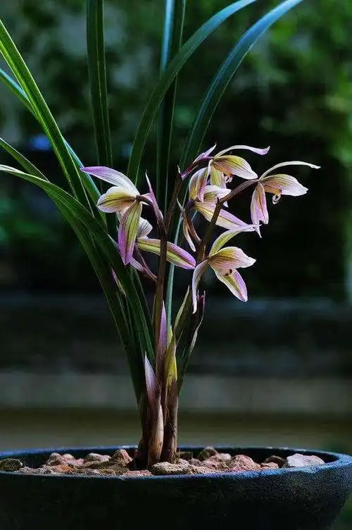 对于天价兰花你有什么看法