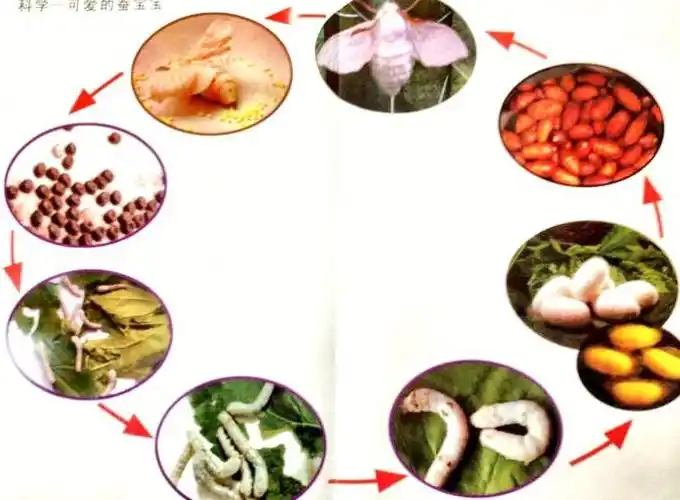 蚕的一生需要经过蚕卵—蚁蚕—熟蚕—蚕茧—蚕蛹—蚕蛾生长过程,共