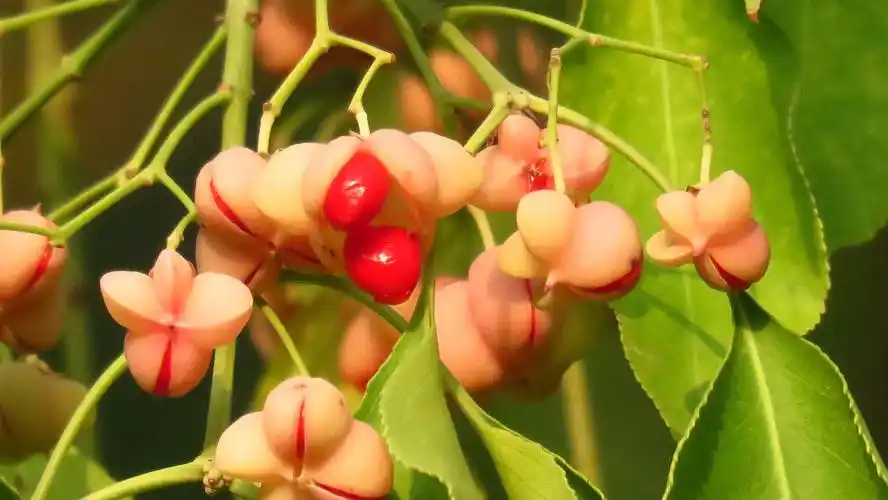 红彤彤的的丝绵木小果果