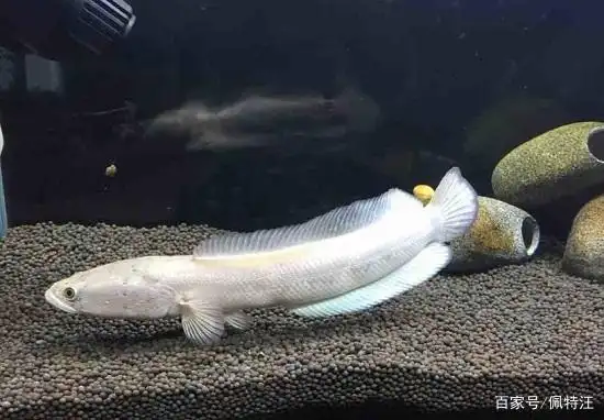 来自黑龙江本土的雷龙品种,乌鳢和月鳢,就是能在低温环境生存的冷水鱼