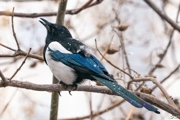 疫情期间,闲暇无事,小区内拍鸟之喜鹊.