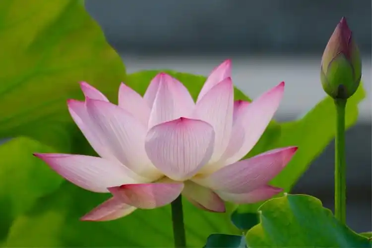 今天是教师节,感恩老师,祝天下老师节日快乐!