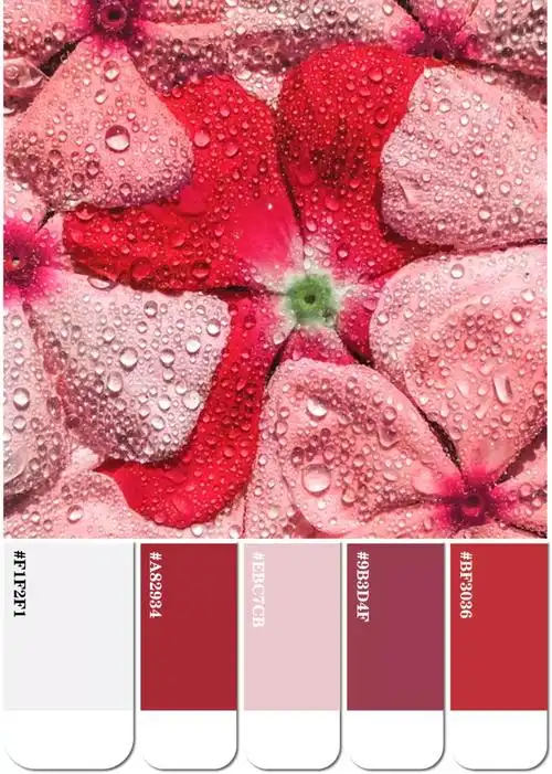 年度色彩2023年度最美的十个粉色配色