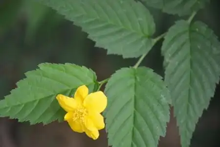 养花技巧 >文章如果想要快速繁殖棣棠花,可以在春季