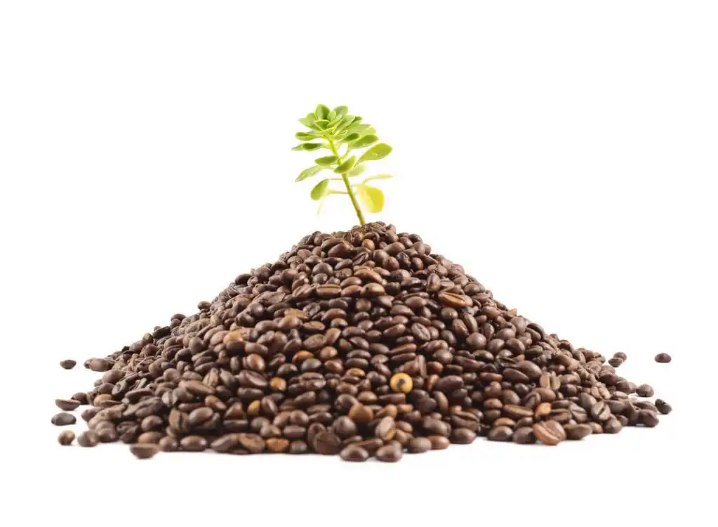 绿色的植物,从咖啡豆成长