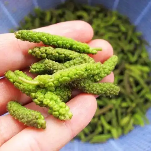 新鲜构蒲穗构树花新鲜时令野菜构普穗儿构棒槌儿构构菜吊构穗 3斤构穗