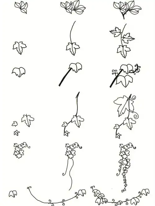 黑白简笔画爬山虎bostonivy