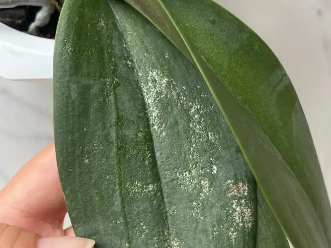 蝴蝶兰遭红蜘蛛毒手了