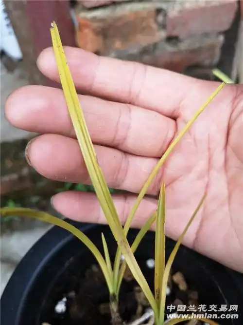 蕙兰下山黄草一组两棵