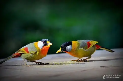 七彩云南拍鸟记四十八银耳相思鸟